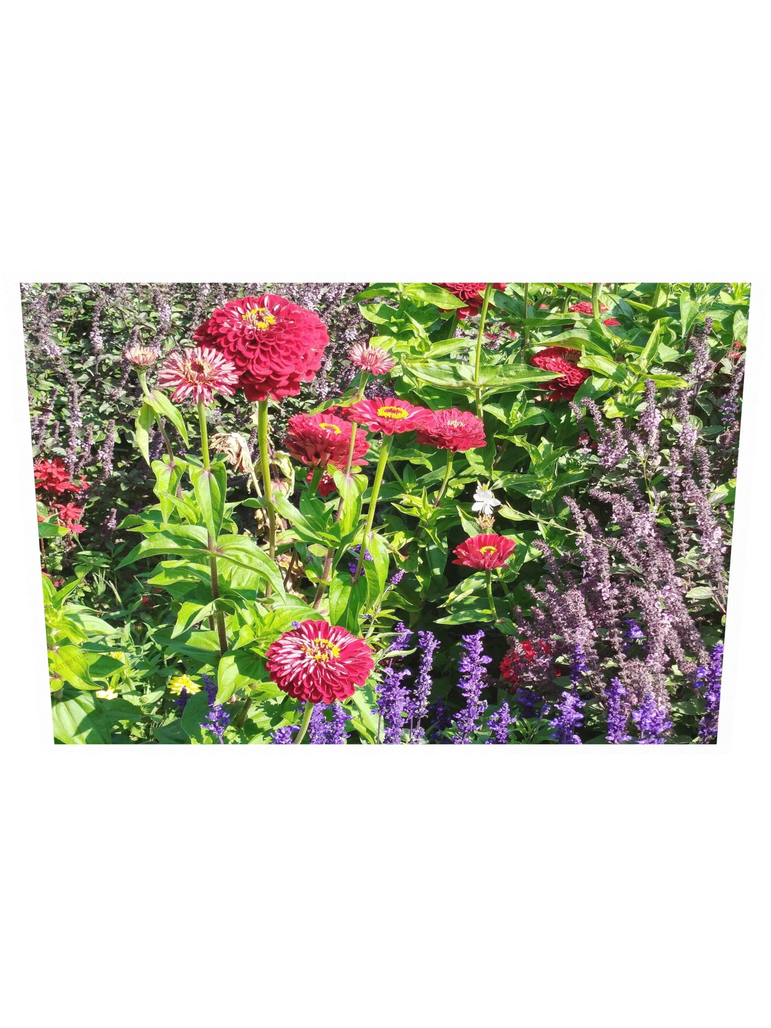 Spiky red flowers poster product image (2)
