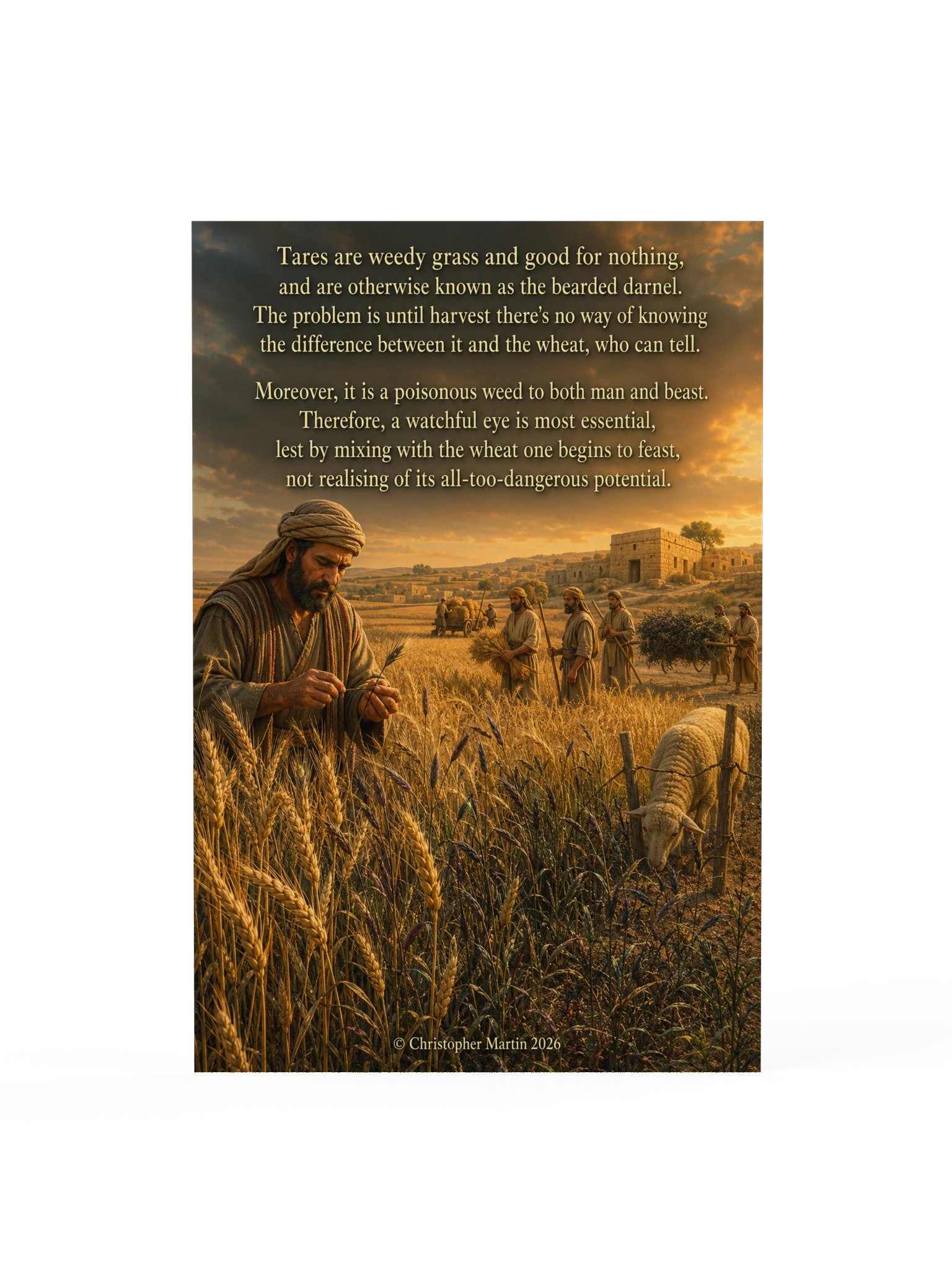 Tares and wheat product image (1)