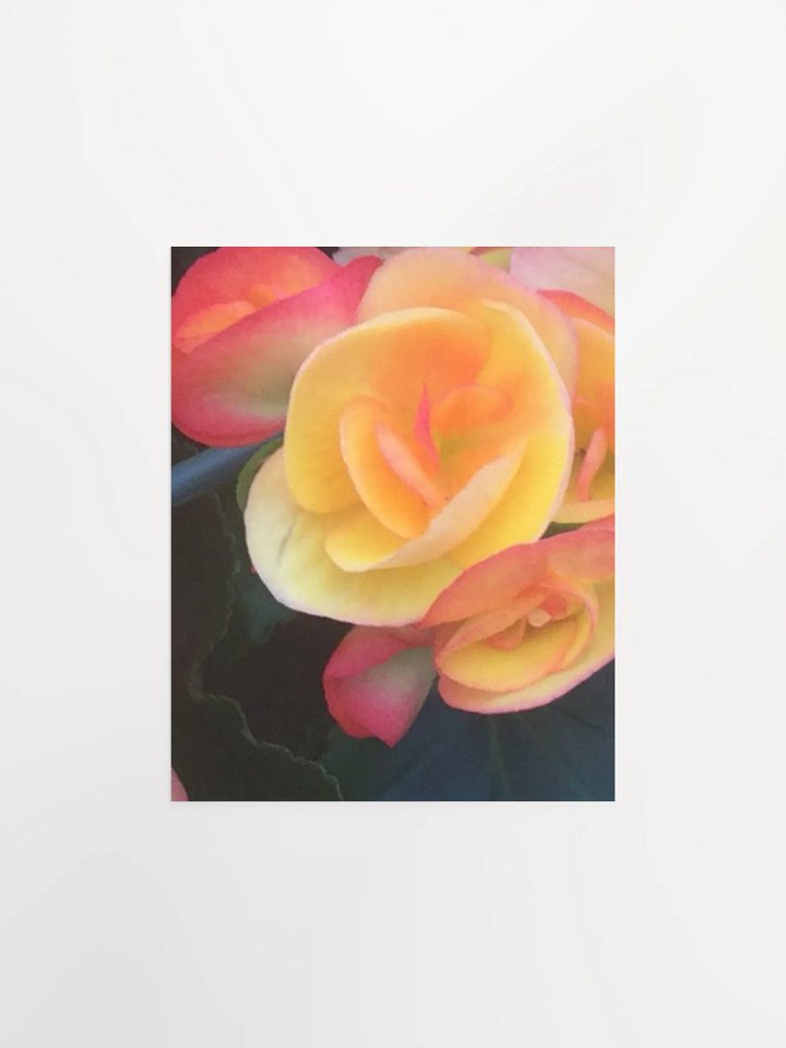 Close- up of Begonias product image (1)
