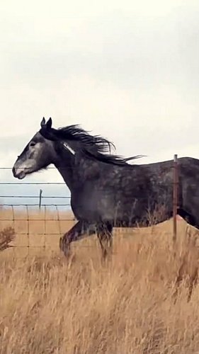 I saw these two long the road! They decided to come follow us for a bit.
#cowboy #horses #horse #outdoors #travel