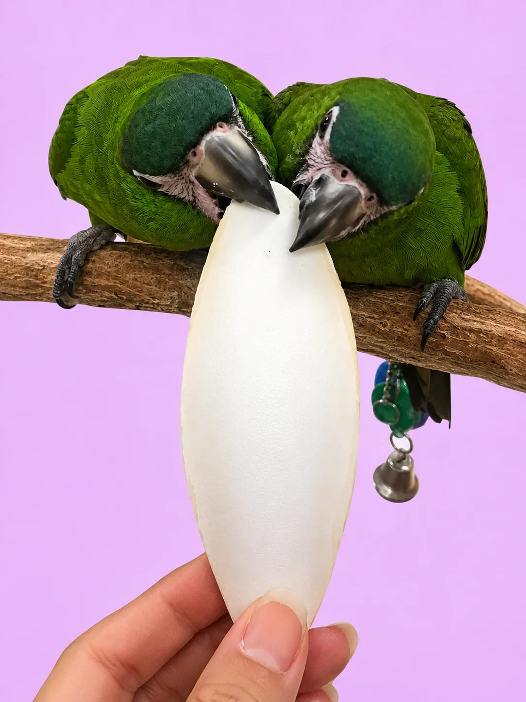 Cuttlebone product image (1)