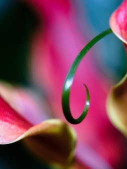 Flamelilly Digital Wallpaper Set product image (3)