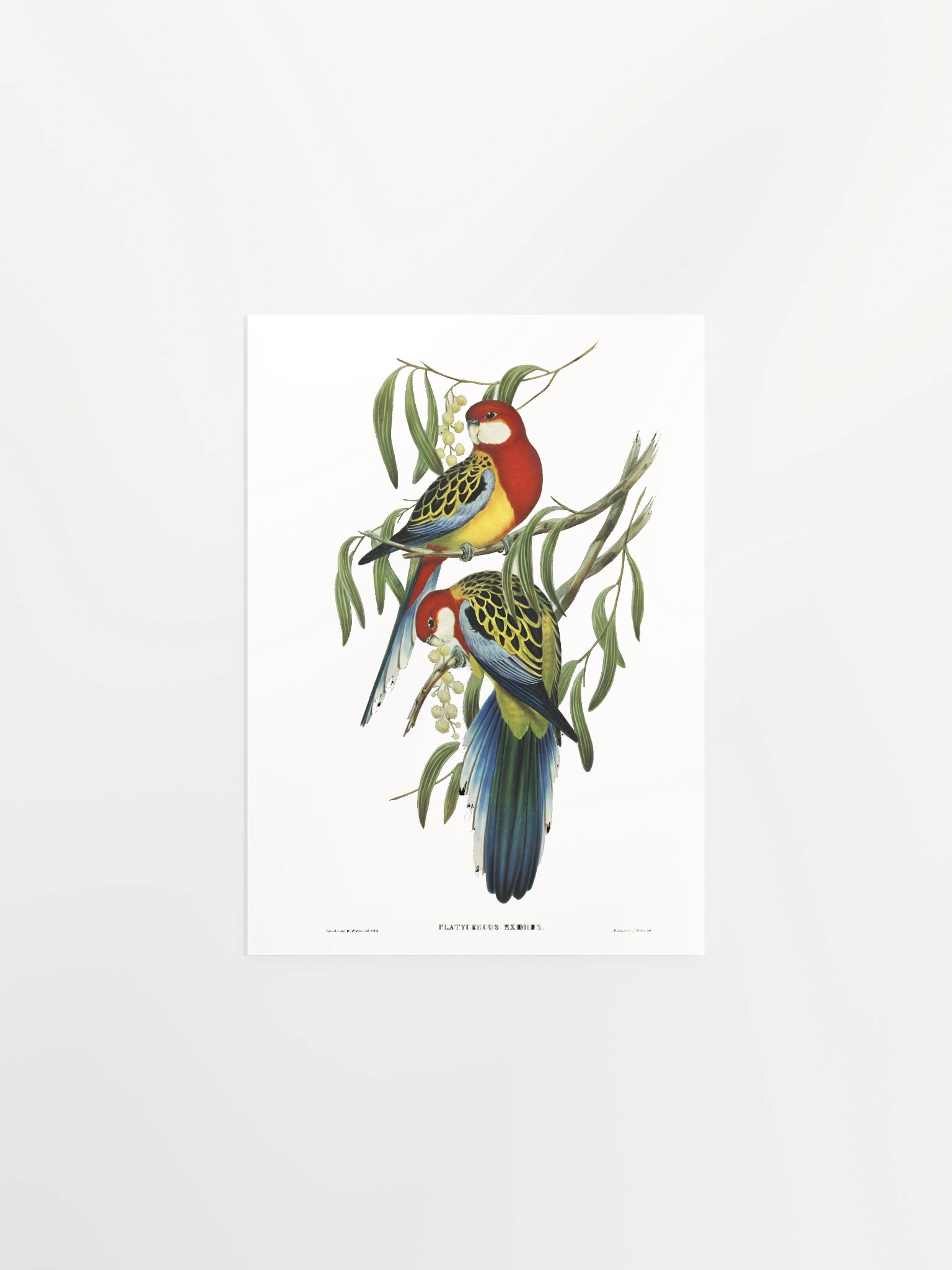 Vibrant Avian Oasis Poster product image (4)