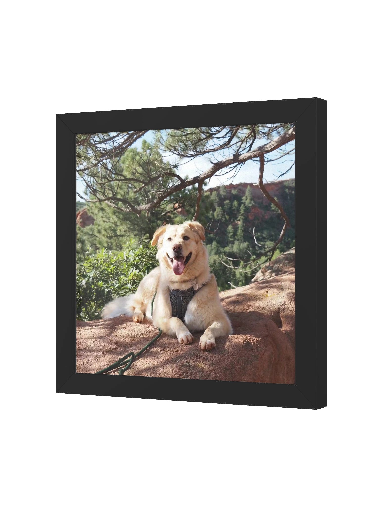 Sun Bathe - Milo's Life Square Framed Poster product image (10)