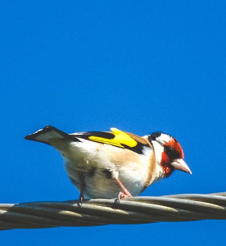 Spotted a lovely little goldfinch on our usual walk. Thankfully I had my DSLR with me to capture him.

#Goldfinch #WildlifePh...