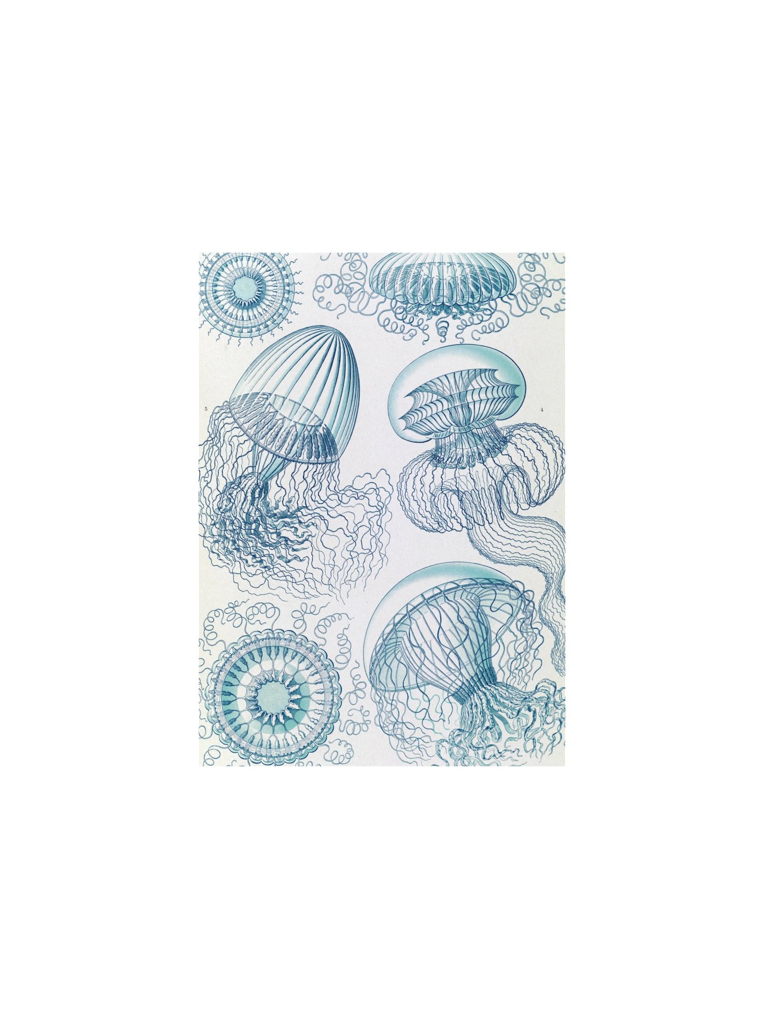 Leptomedusae Jellyfish Antique Marine Art Print product image (1)