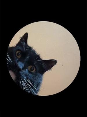 mao #fyp #cat #pedro 