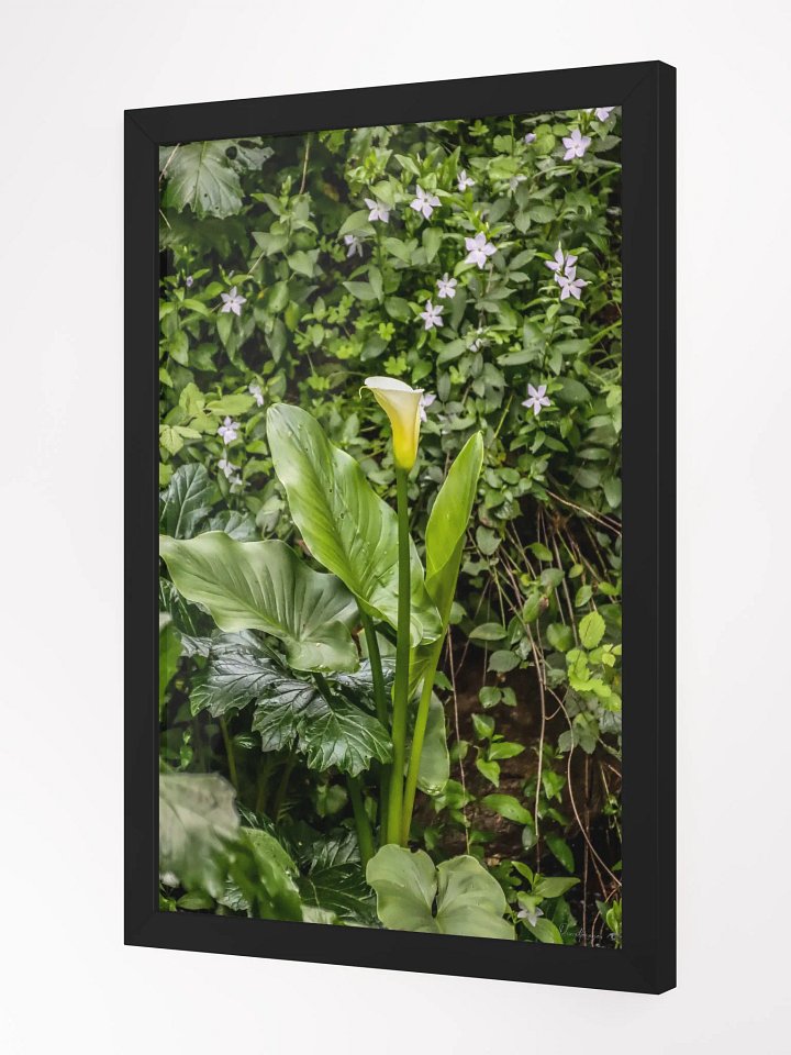 🌿Print Fine Art Photography - The Whisper of the Calla – Jardin du Rayol 🌿 product image (3)