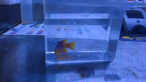 Alex I”ll take a Spanish hog for $500 please lol……
Even my best Jeopardy impersonation can’t do this fish justice……..#spanish...