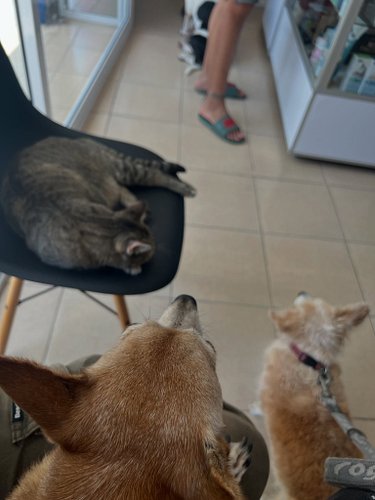 We took Orejas and Roxy to the vet yesterday. Roxy’s bloodwork came back a little off so the vet wanted to follow up. Since C...