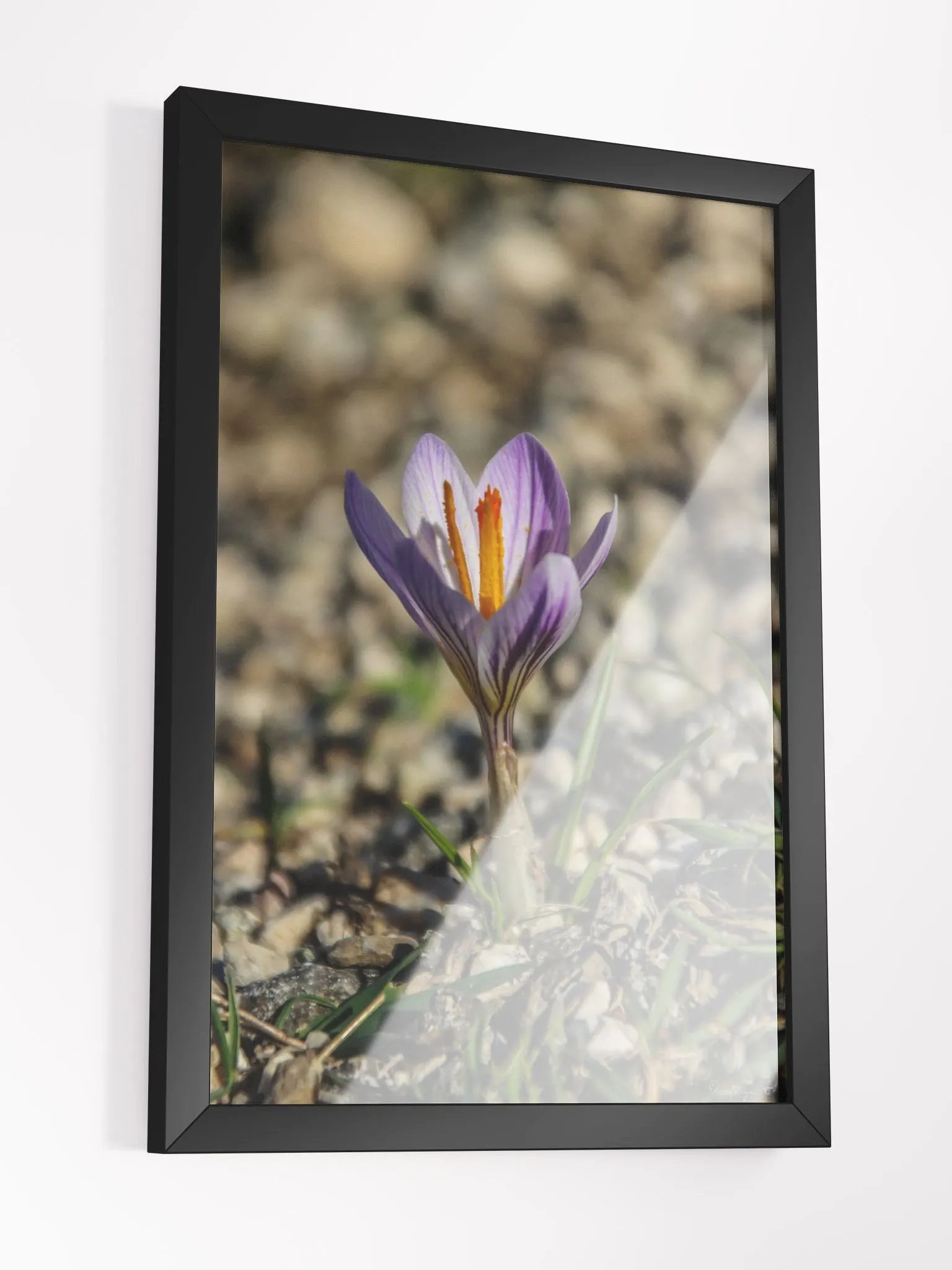 Print Fine art photography - Resilient Bloom product image (5)