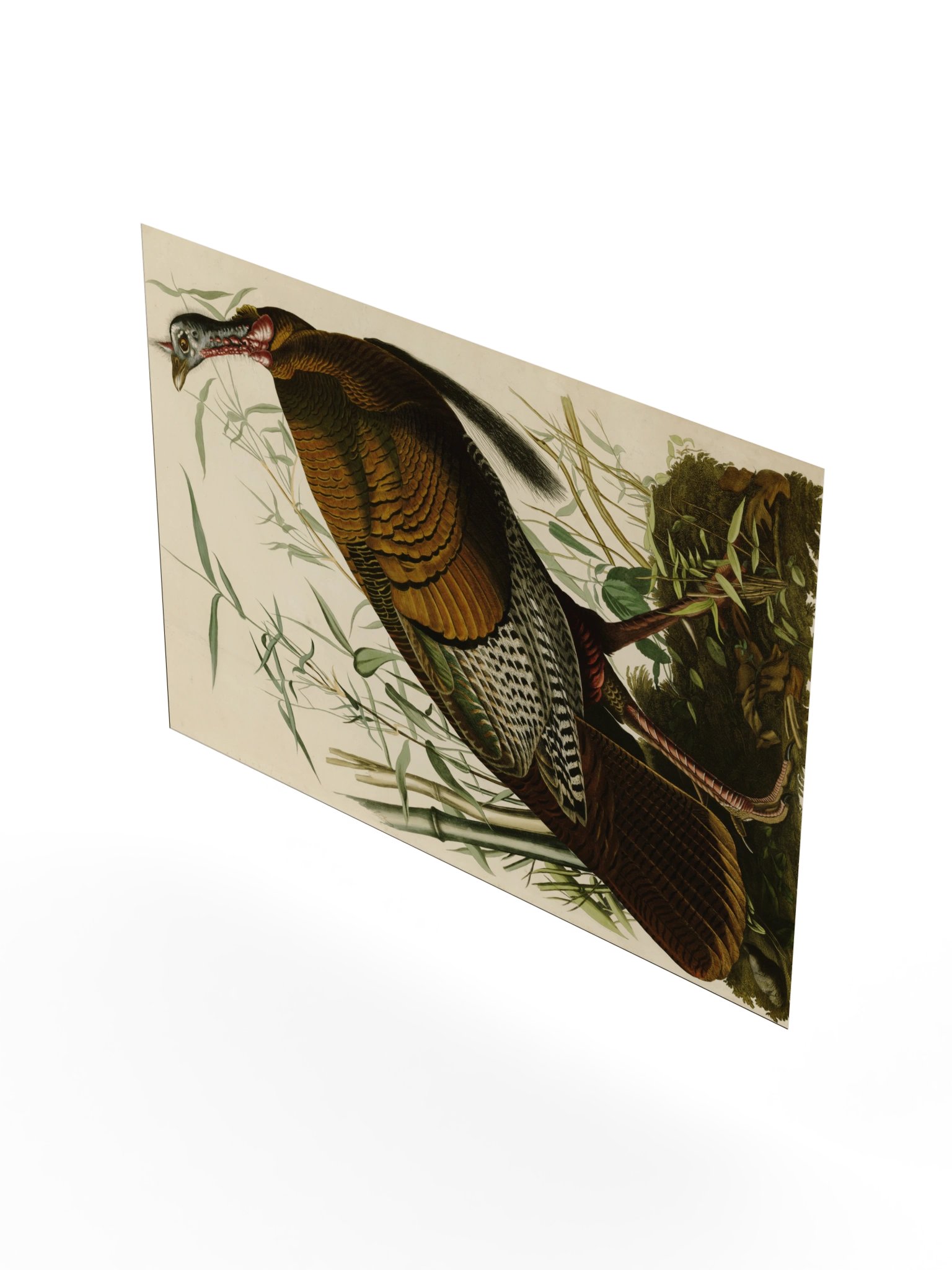 Wild Turkey, Plate 1 – Audubon Poster product image (8)