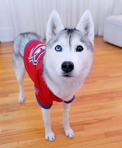 Happy Halloween! 👻💕🏒 Now, don't be starting anything in the comment section; we all already know who the best little hockey p...