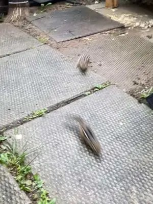 Run!! 🐿️ 