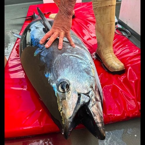 Traceability video for BFT Caught on 06 August 2026 aboard PW52 Excalibur 3. 

Caught for Porthminster Beach Cafe, Cornwall. ...