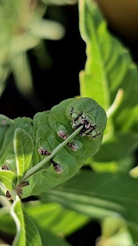 My Rustic Sphinx Moth caterpillar munching this vitex leaf + this audio = 🤣

You can really see the mechanics on this one. He...