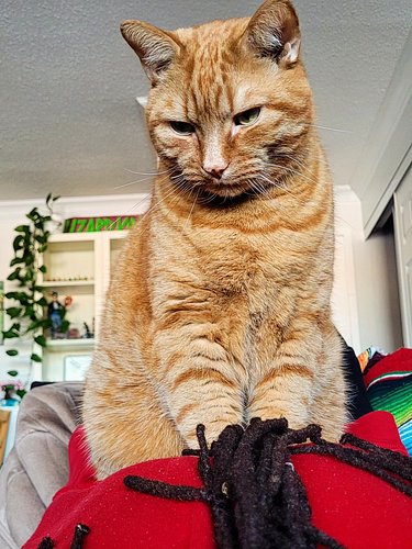 MY STINKY BOY TURNS 9 TODAY! Crazy to think I've had this orange boy for nearly a decade 🥰😭
~
Love you lots and lots Babbers 💕