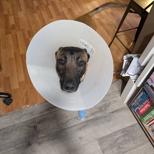 Story time for those of you who don't know Bravo was attacked yesterday by my neighbor's dog. My neighbor's dog reached under...