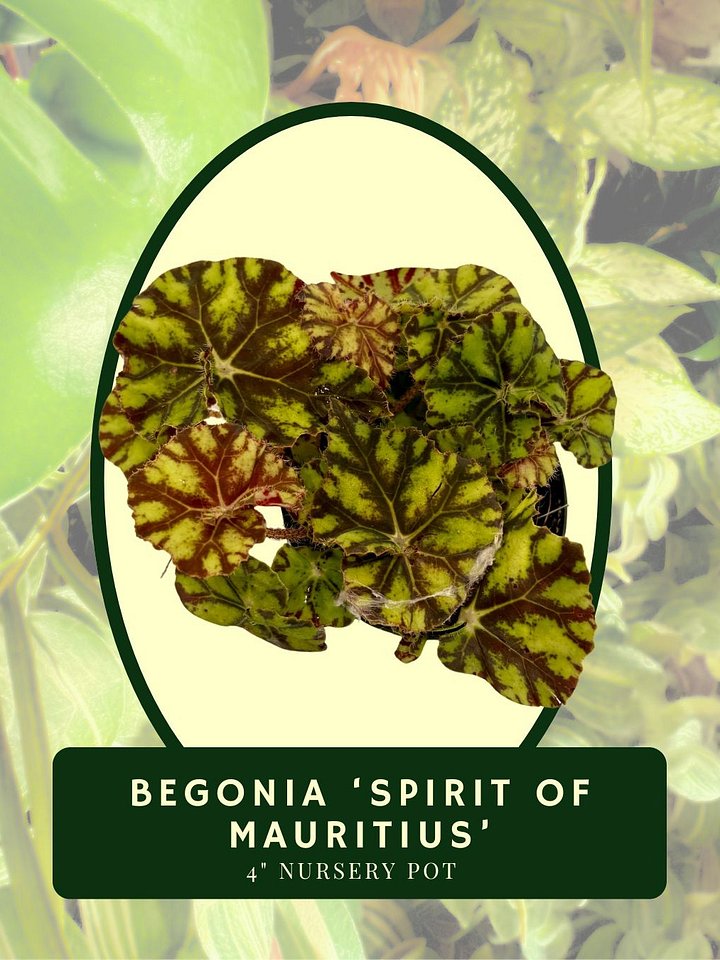 Begonia 'Spirit of Mauritius' product image (2)