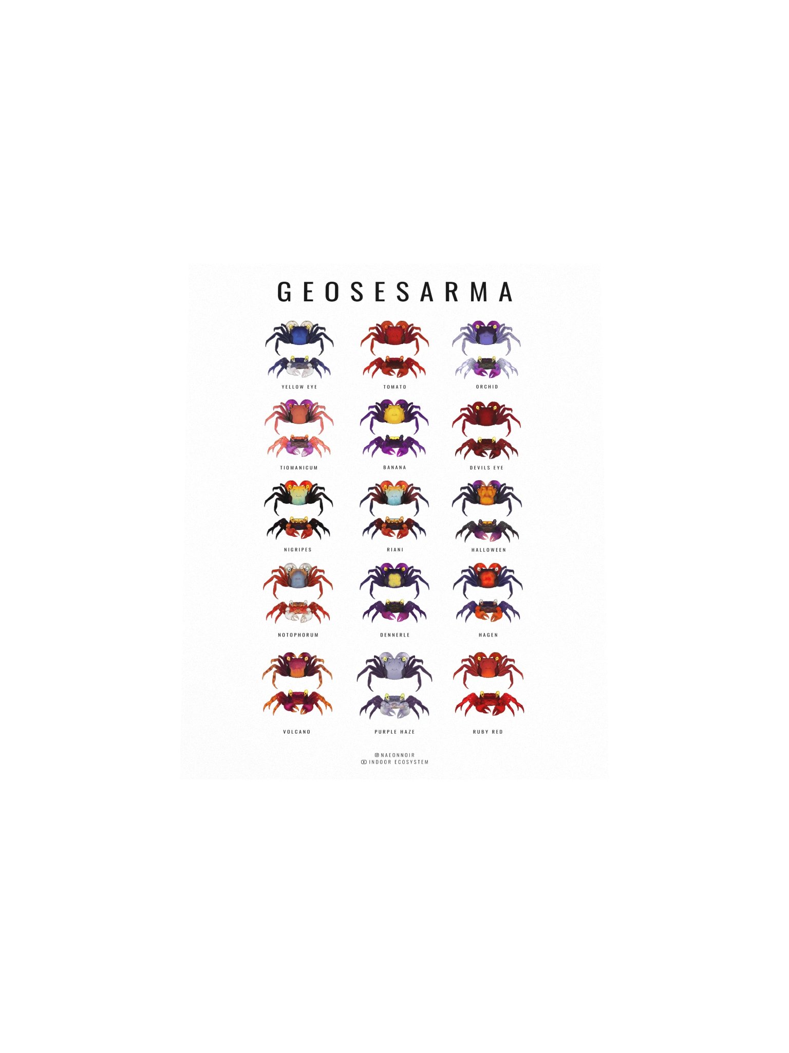 GEOSESARMA VAMPIRE CRAB POSTER (WHITE) product image (4)