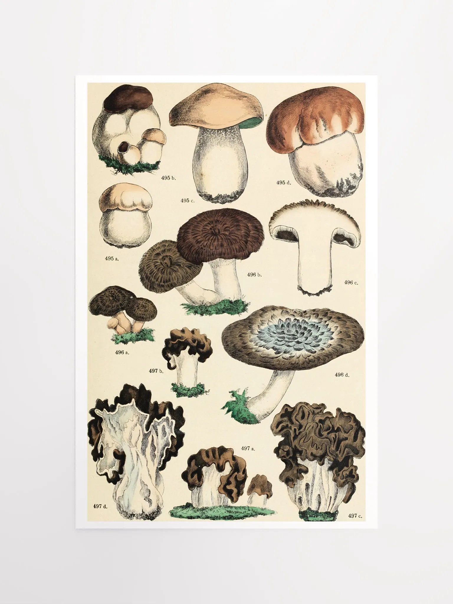 Botanical Mushroom Study Poster product image (4)