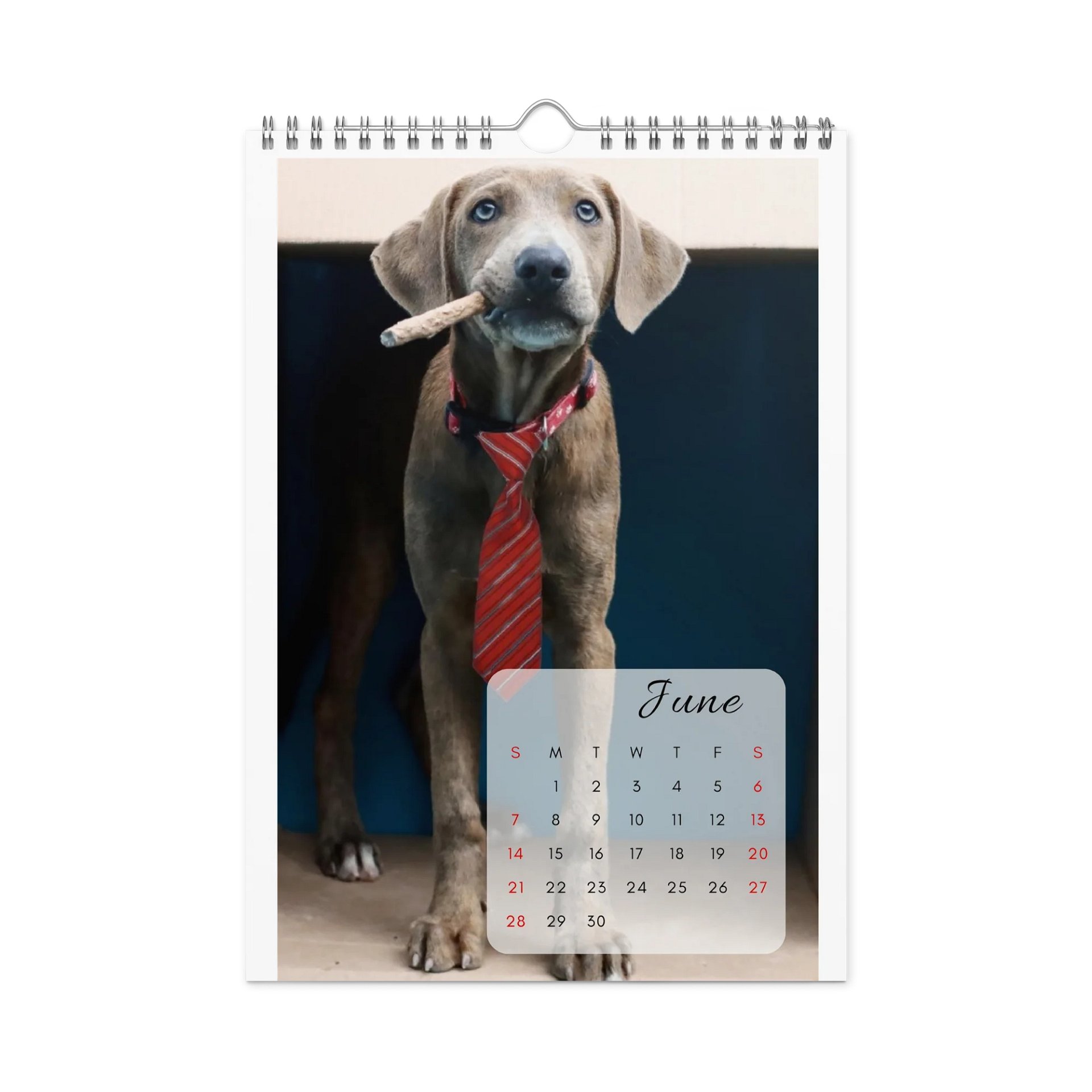 Isla Animals Calendar 2026 product image (3)