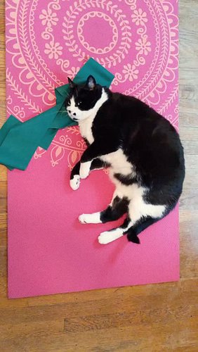 Happy international Pilates Day everyone! Shine bright.💖💖💖

#pilates #adoptdontshop #purrlates #caturday #dolly
