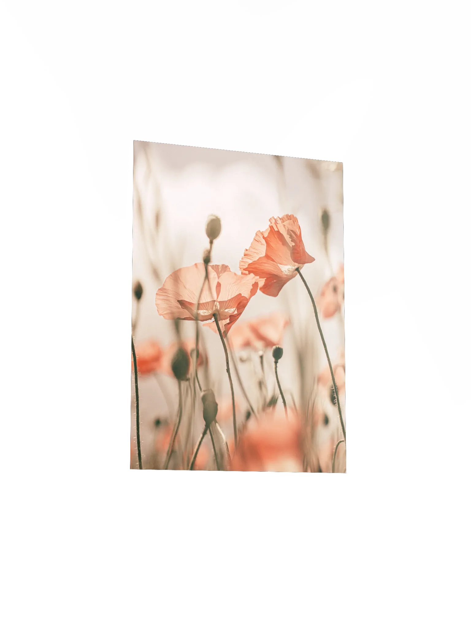 Translucent Poppy Whispers Poster product image (30)