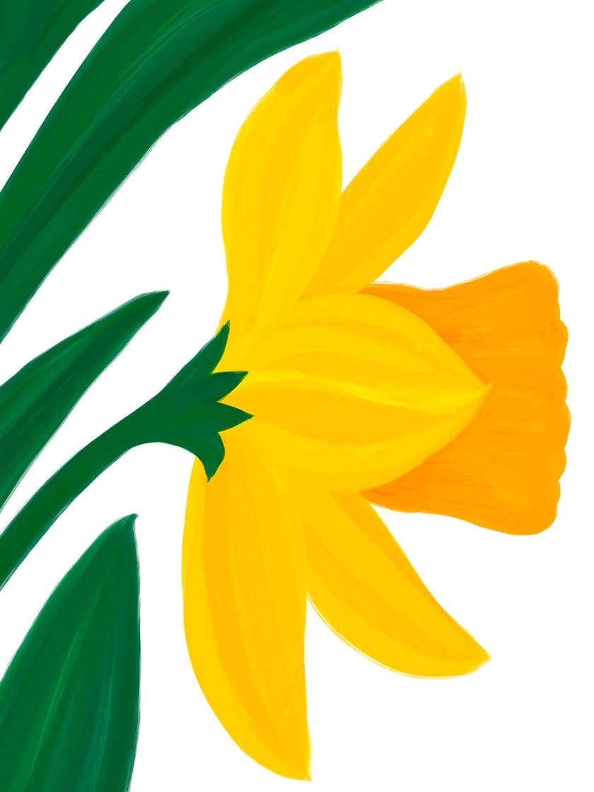 Yellow Daffodil Flowers Art Print product image (2)