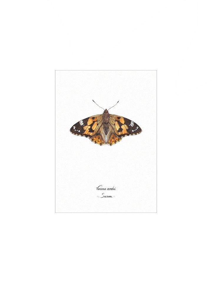 Vanessa Cardui • Print product image (1)