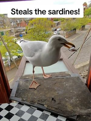 Stole them right off the bloody plate!! I love him 🥹  #fyp #foryou #seagull #birds #feedingsteven