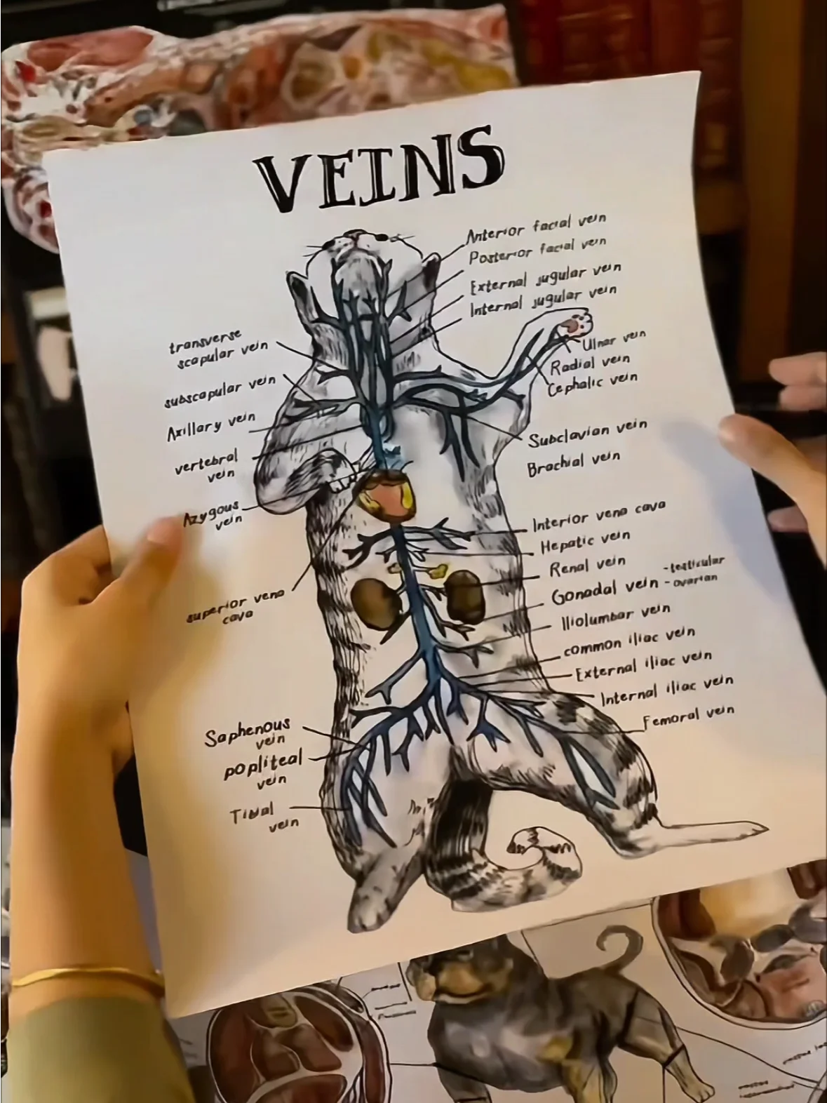 Vet Art Collector’s Gift Box product image (11)