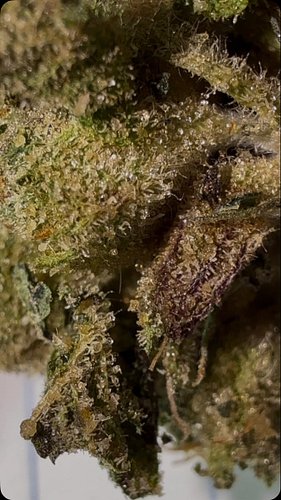 Green Dragons Toad Venom is such an incredible strain #toadvenom #cannabis #gardening