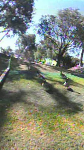 Duck Duck Goose LOL