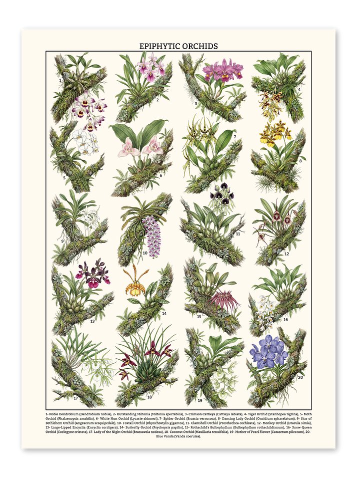 Epiphytic Orchids Poster product image (1)