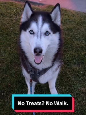 This is every Husky Dad’s worst nightmare, for the record. 🐺😰😫 #siberianderpskies #husky #siberianhusky #dogsoftiktok #huskiesoftiktok 