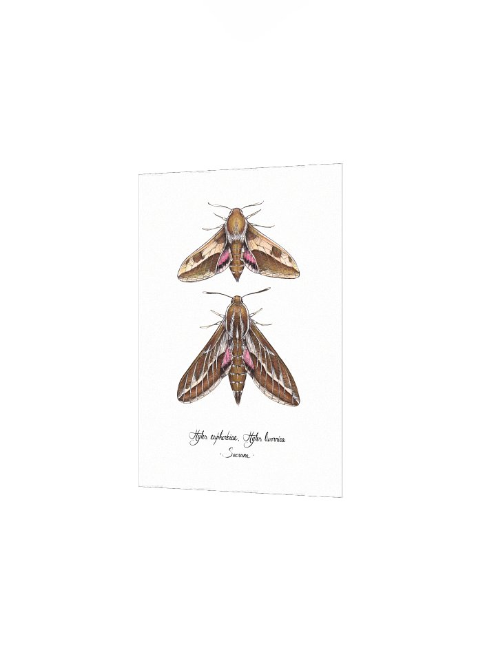 Hyles Euphorbiae, Hyles Livornica • Print product image (4)
