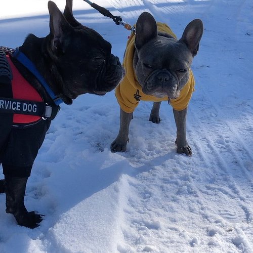 Their first time in the snow ⛄️