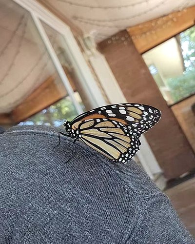 Look, when you come across a butterfly flagging on a hot sidewalk, unable to fly because of either lawn pesticides or someone...