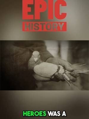 A carrier pigeon delivered one final message from the trenches at Verdun—saving thousands of soldiers' lives in the process. This is the incredible true story of how one small bird became a WWI legend. Check out the full video at Epic History #BattleOfVerdun #WW1 #worldwarone #Pigeon #EpicHistory