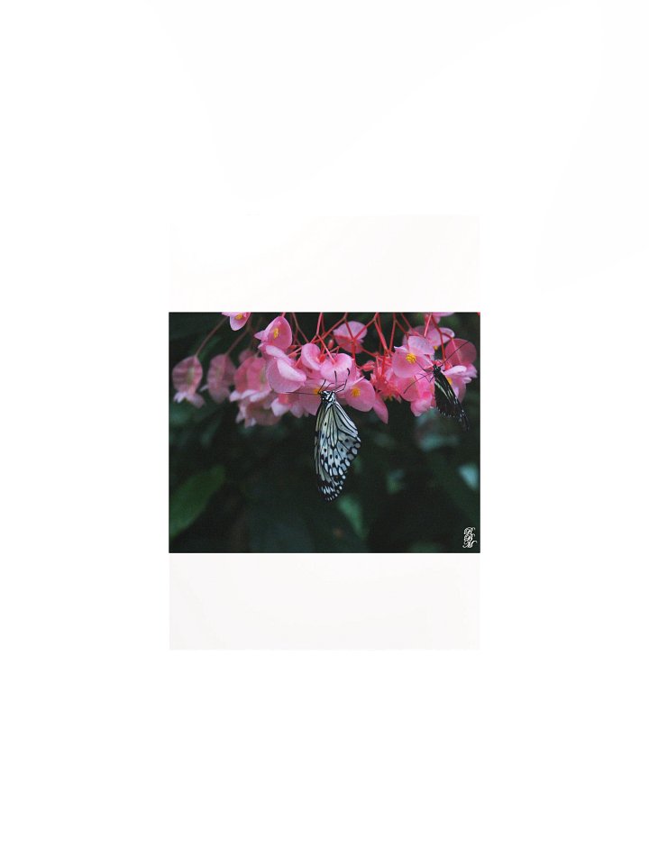 Butterfly Hanging from Flowers product image (1)