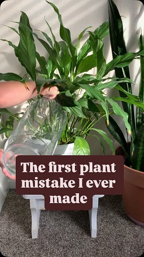Getting vulnerable with the first mistake I ever made with my houseplants, can anyone else relate? 🙋‍♂️🙋‍♀️

#houseplantcommu...