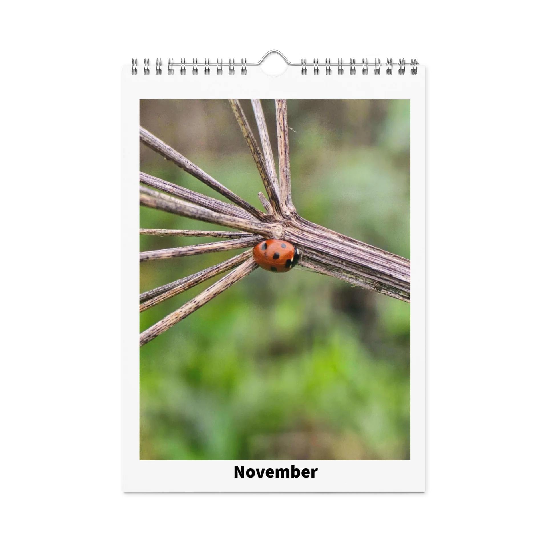 Ian's Insect Calendar product image (11)