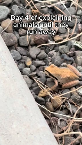 Pacific chorus frogs can also change colour! 

Their brownish colour morph (like in the video) helps them camouflage with dri...