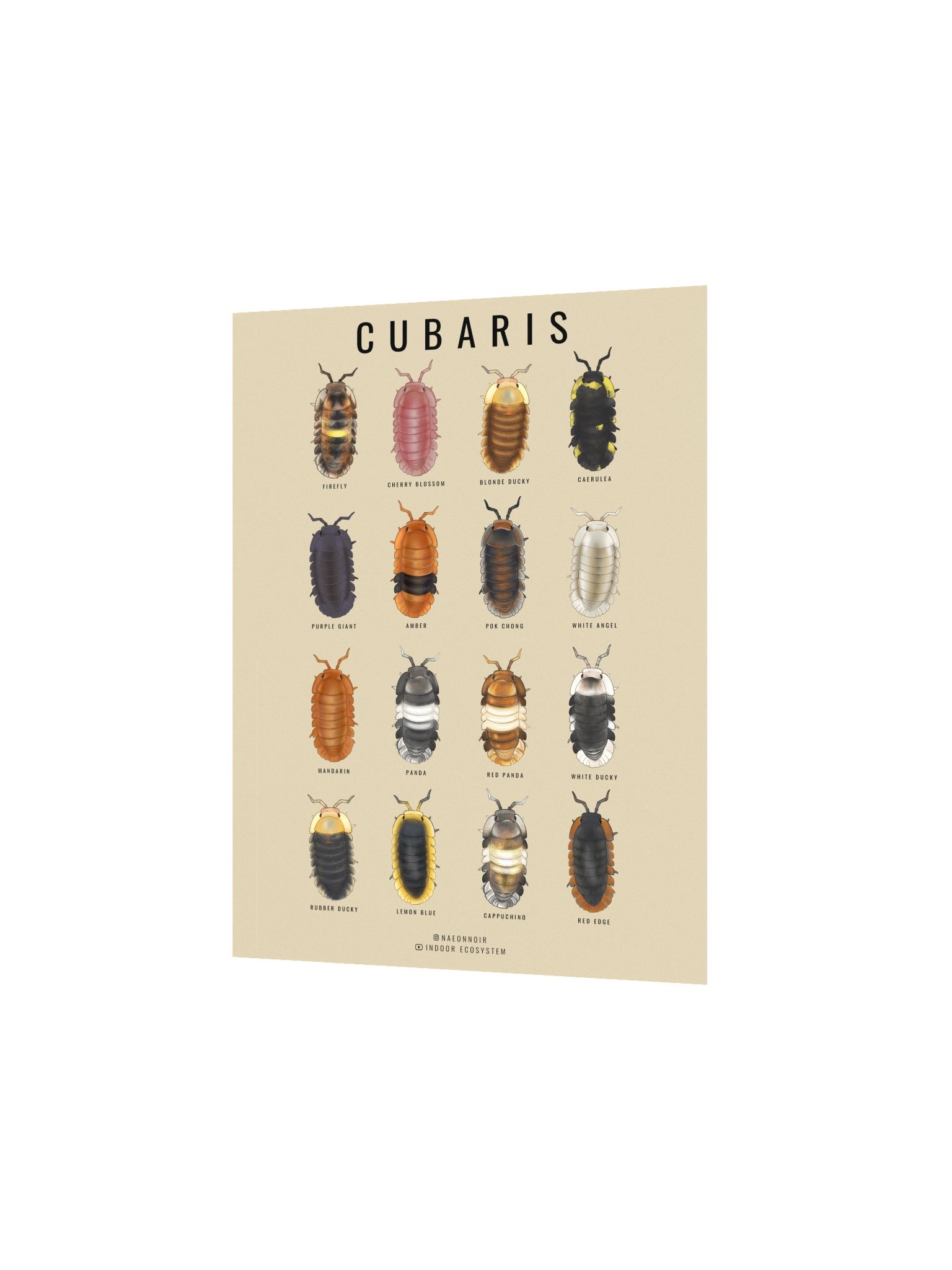 CUBARIS ISOPODS POSTER (CREAM) product image (2)