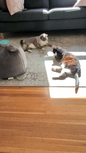 It's a good day to hang out with your friends and enjoy the sunshine! 🩷😸🥰

#besties #purrlates #sunshine #adoptdontshop #self...