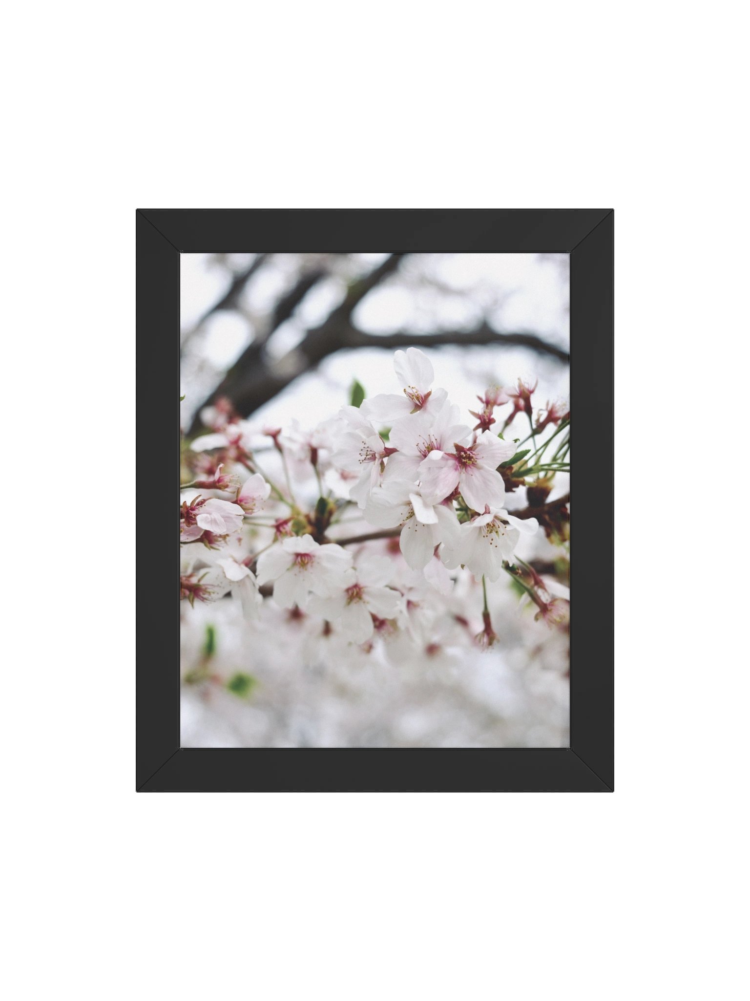 Sakura product image (75)