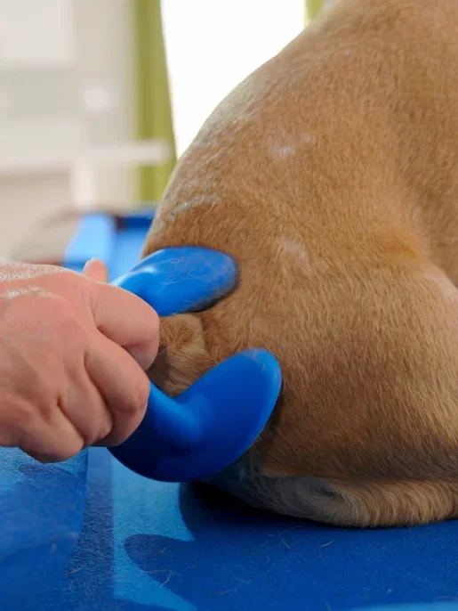 Wrinkle Cleaning Products for Dogs and Cats product image (2)