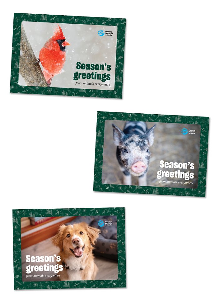 Holiday card bundle  product image (1)