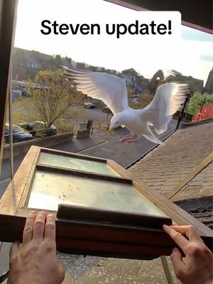 Update on the anti-seagull device! The only thing steven has to care about atm is making sure he keeps those eggs warm 🥹 #fyp #foryou #seagull #feedingsteven #birds